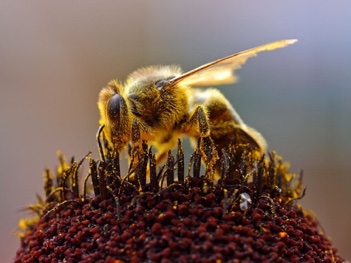 ニホンミツバチの採蜜を見学する